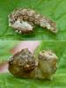 Thyatira batis